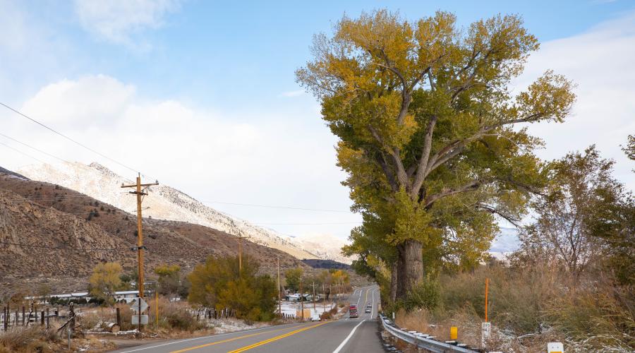 US 395 Coleville fall colors