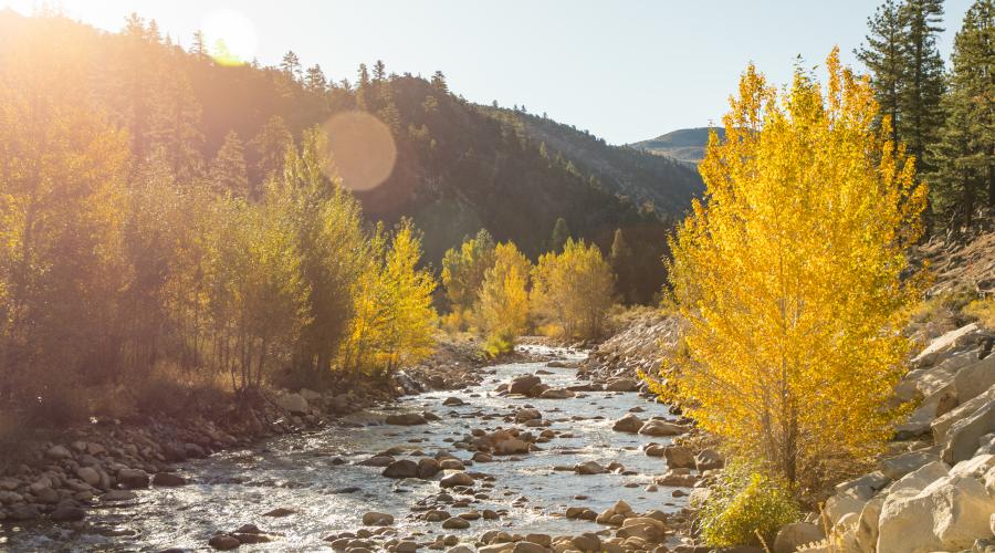 West Walker River Fall Colors