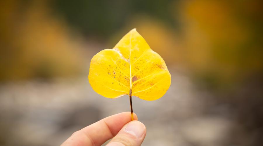 Fall color leaf
