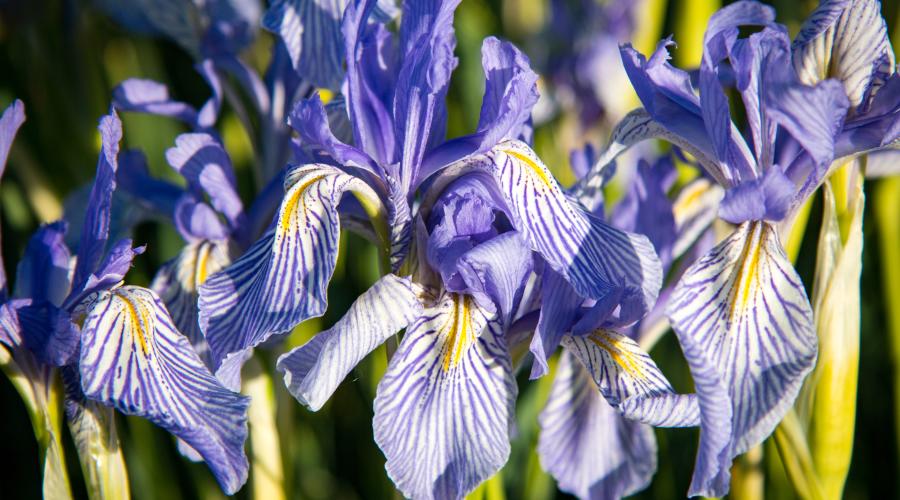 Wild Iris Coleville