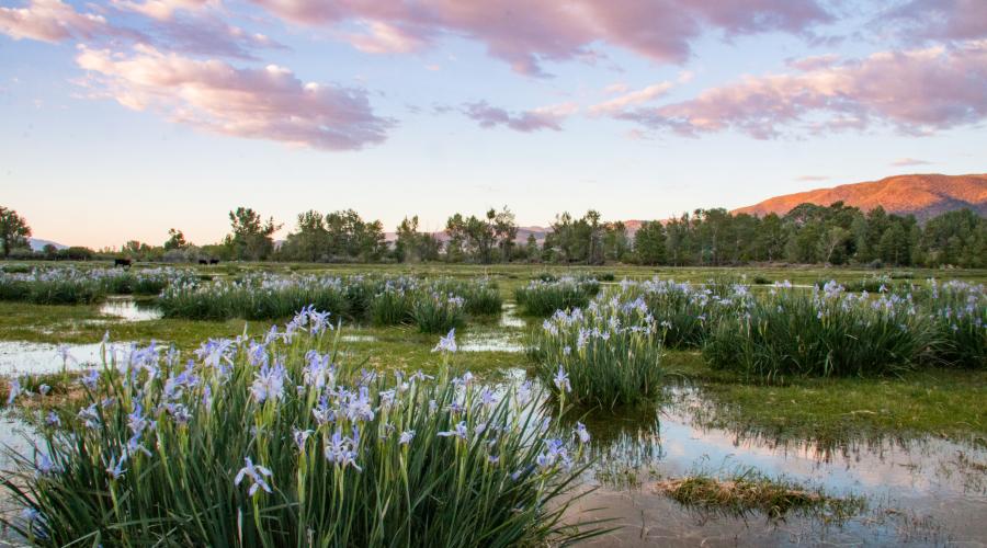 Wild Iris Coleville