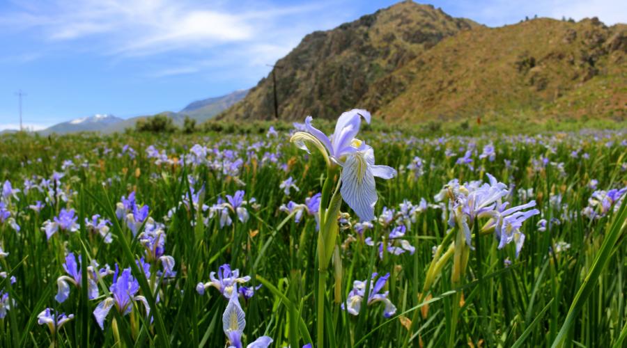 Wild Iris in Walker