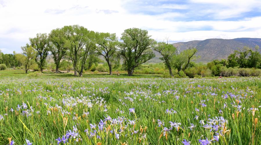 Wild Iris in Walker