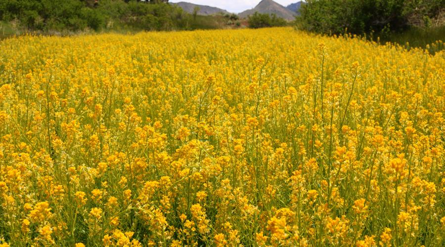 Wild Mustard