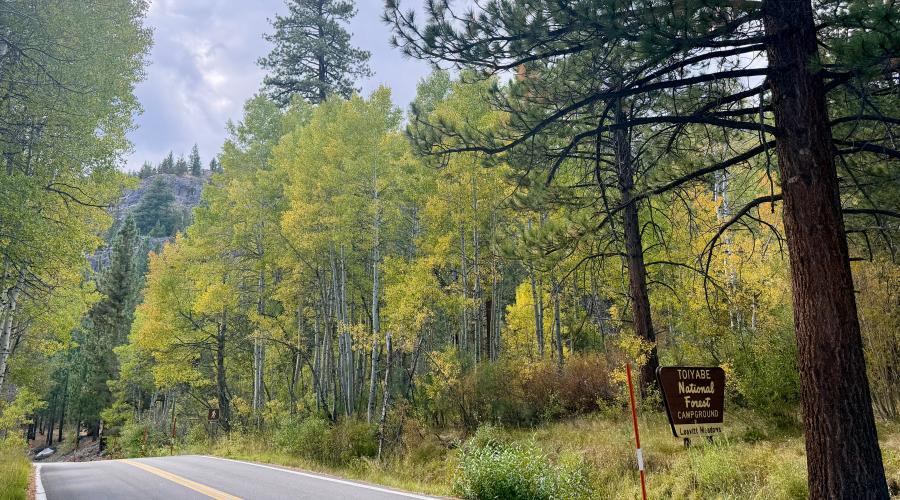 A forest service sign on the side of SR 108 Sonora Pass surrounded by trees changing colors for fall