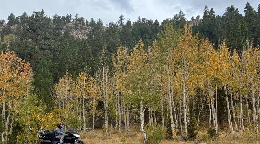 Motorcycle driving past aspen trees that are turning from green to yellow and orange