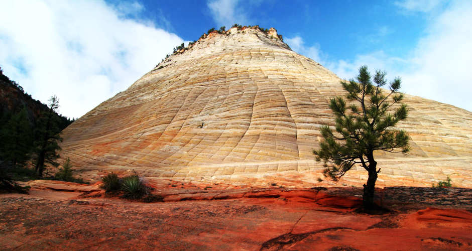 Pine tree in front of Checkerboard Mesa in Zion National Park