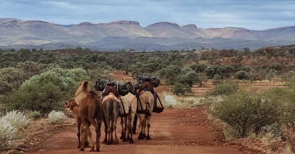 Pilbara Camel Trekking and Cultural Tours