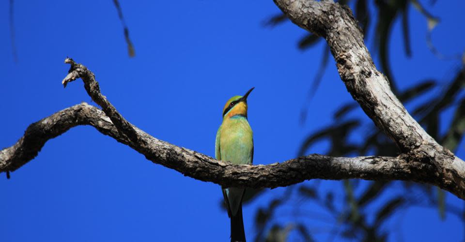 Rainbow Bee-eater in the Kimberley