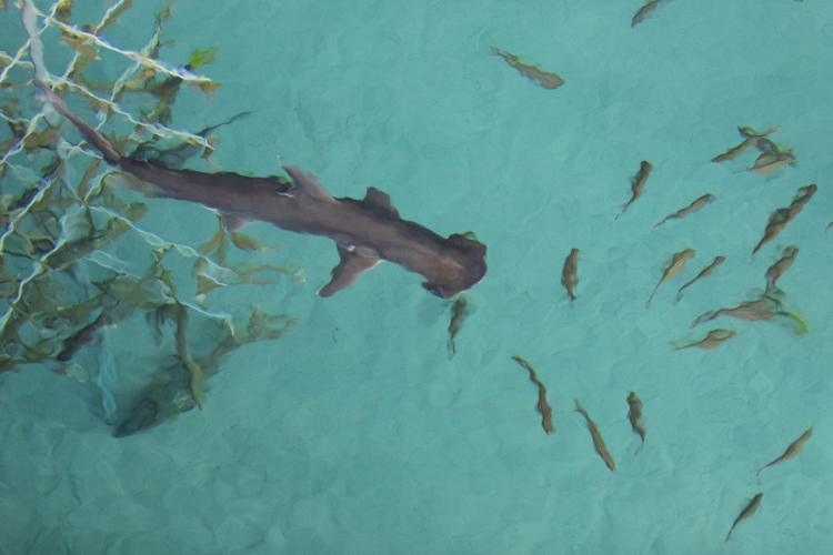The Florida Aquarium