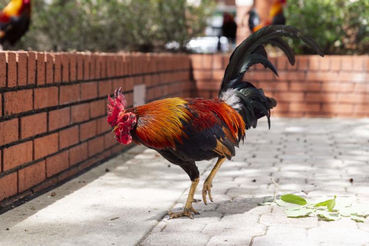 Ybor Chickens