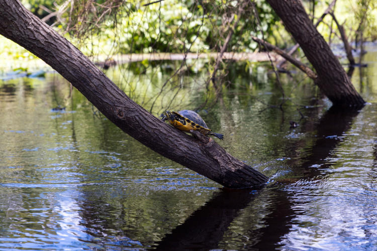 Canoe Escape