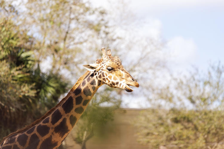 ZooTampa
