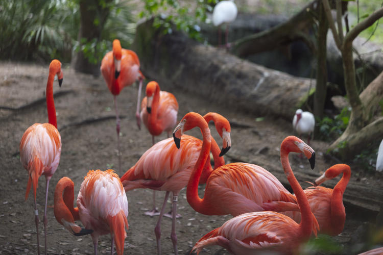 ZooTampa