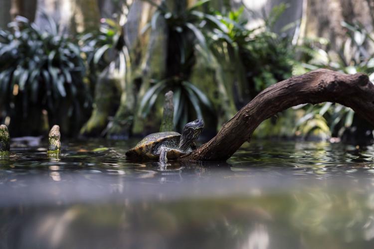 The Florida Aquarium