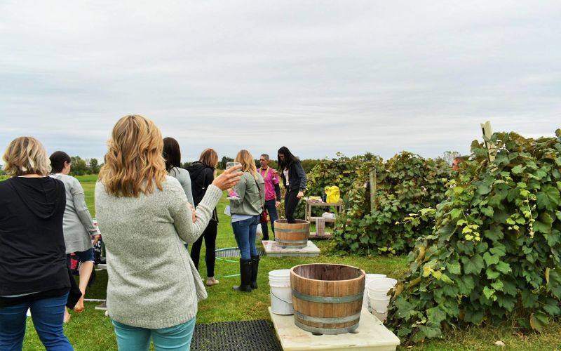 Guests stomping grapes at Massbach Ridge Winery near Galena, Illinois