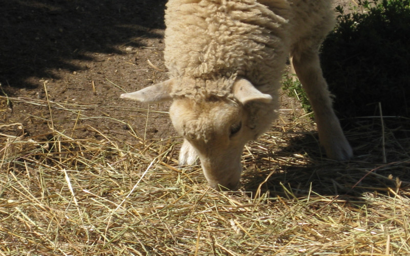 Animal Farm Petting Zoo | Discover Long Island