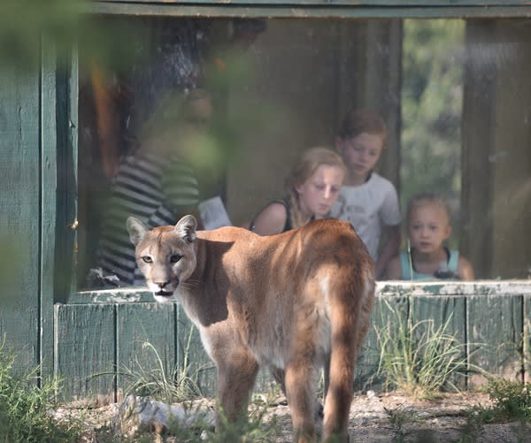 Children look at a mountain lion at Wildlife West Nature Park
