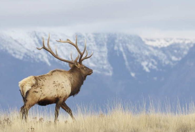 Bull elk with large horns in front of snowy mountain range