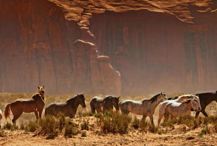 Wild horses in Utah