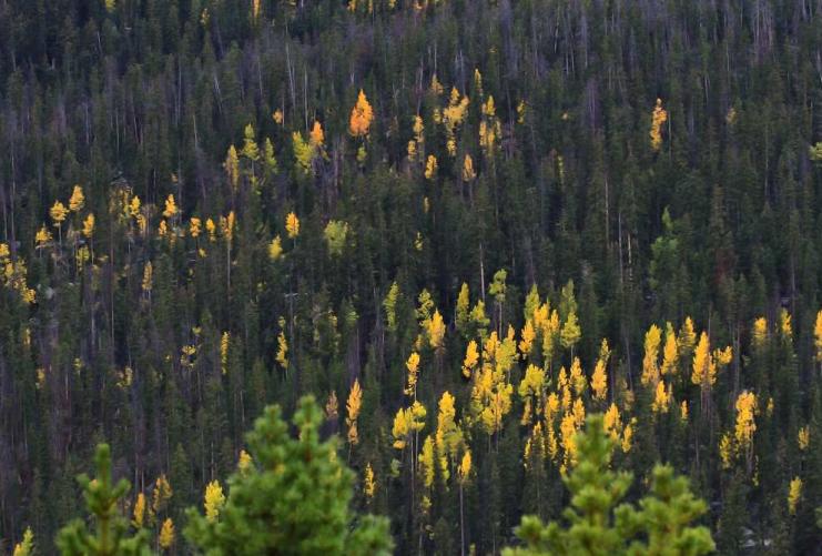 Pine trees on mountain side in Utah