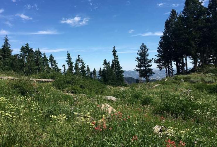 Meadow in the Wasatch Front Mountains