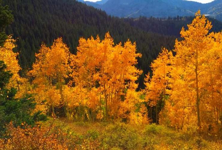 Aspen trees during the fall in Utah mountains