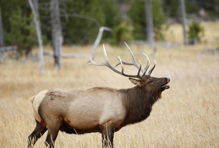 Large bull elk bugling in the mountains in Utah