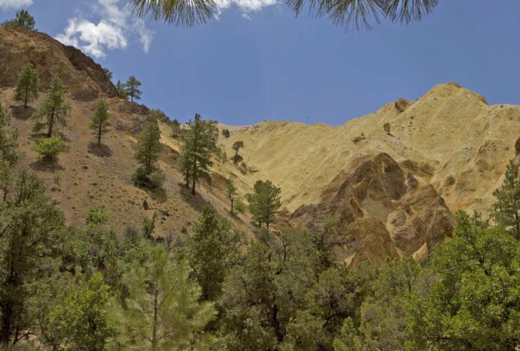 Pine trees on a desert mountain