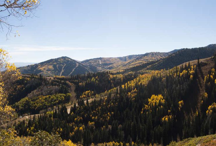 Mountains covered in pine and aspen trees during the fall.