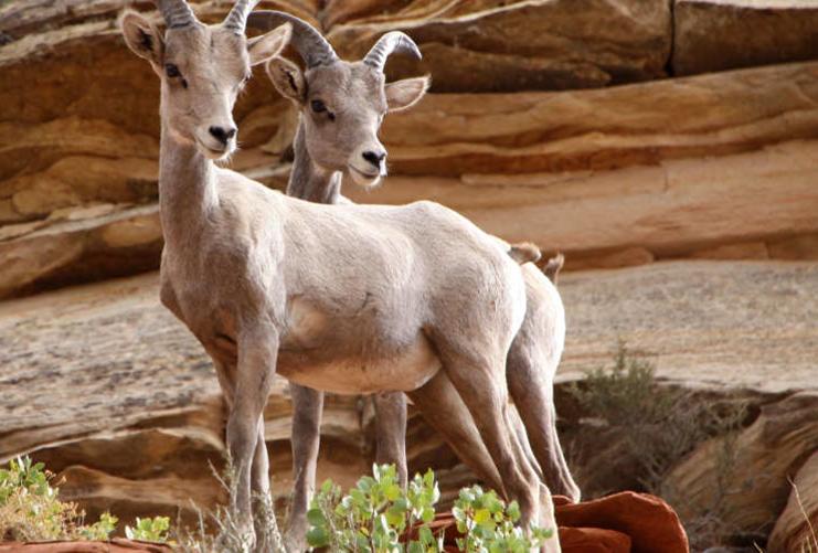 Big Horn Sheep in Utah