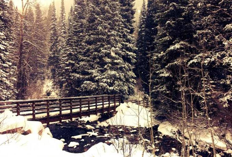 Snow Covered Pine Trees and Bridge over River