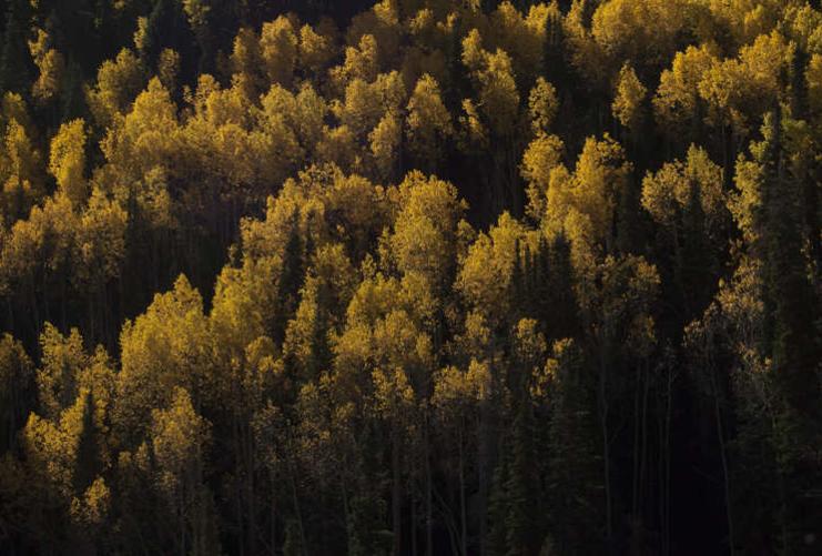 Aerial photo of a sun lit forest