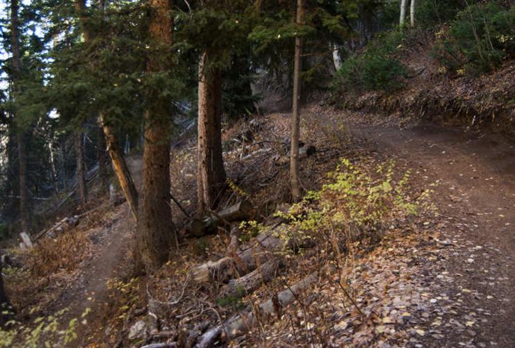 Biking trail through the the forest