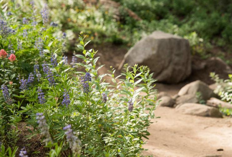 Mountain Flowers by a Trail