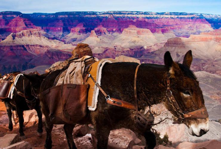 Pack mules carrying load along a trail in the Grand Canyon