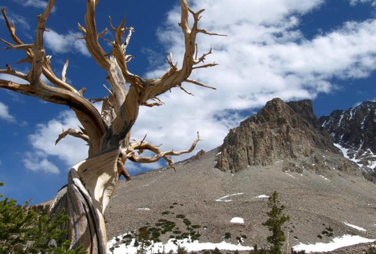 Mountain Peak at Great Basin National Park with Prometheus Tree