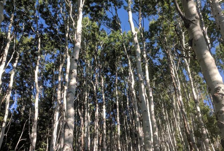 Aspen Trees in Utah