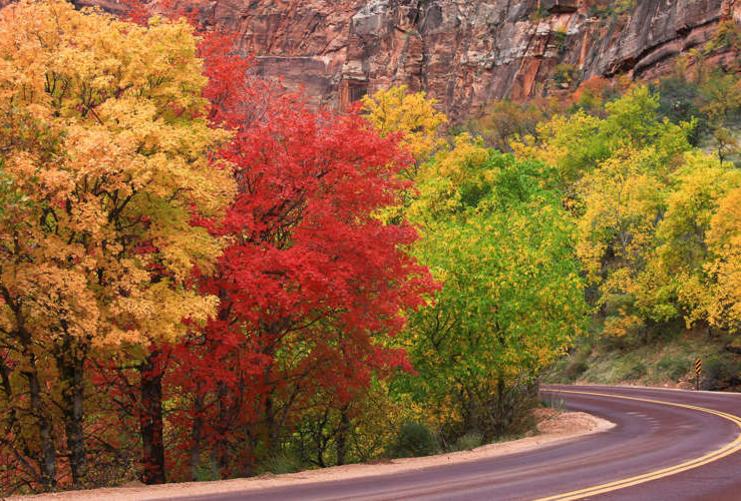 Fall Leaves on Southern Utah Highway