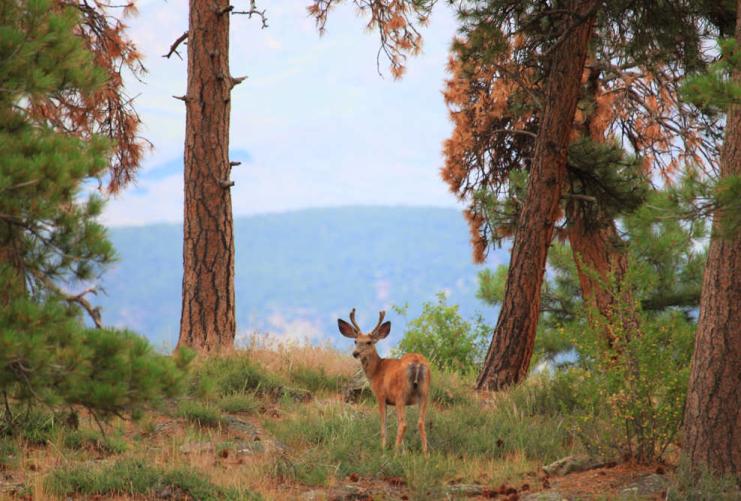 Deer Walking through Ashley National Forest in Southern Utah