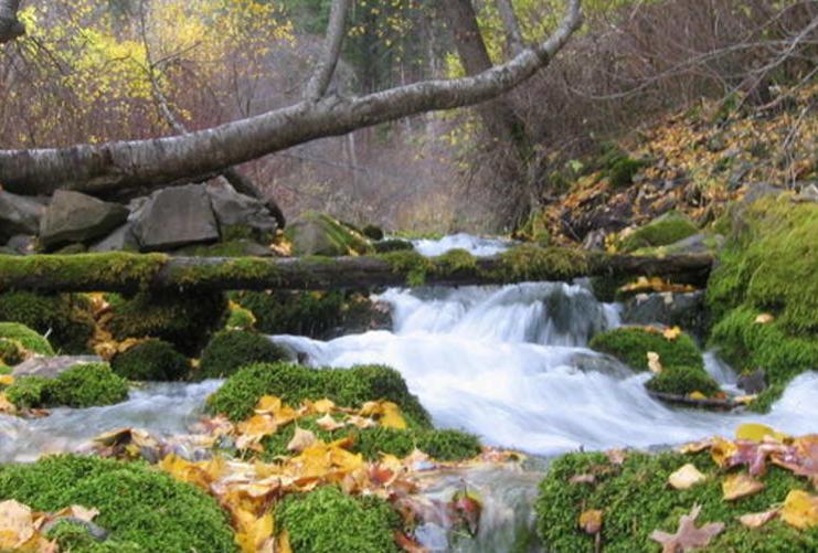 Moss covered rocks  in a small stream
