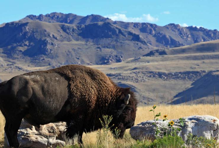 Lone Bison grazing at Antelope Island State Park
