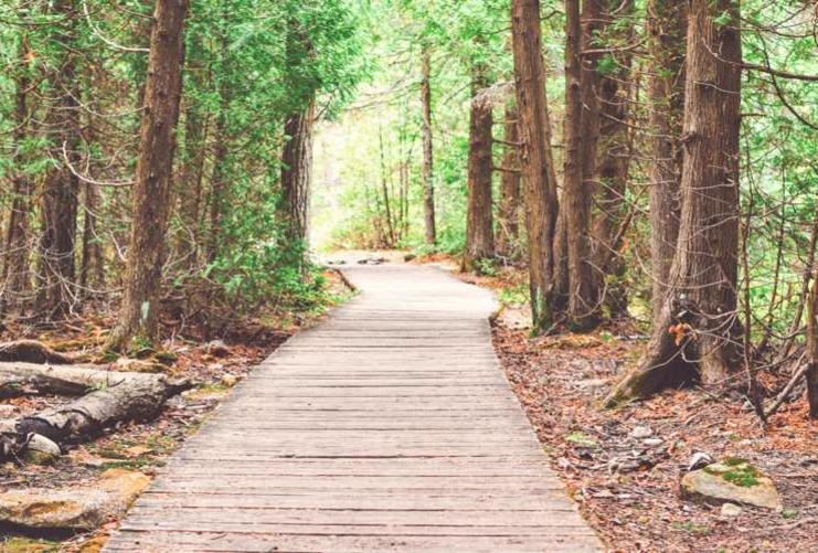 Wooden Walkway Through the woods