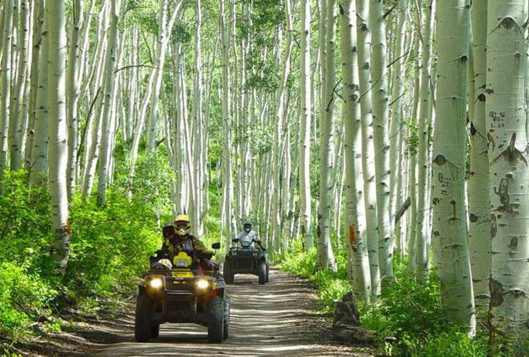 Two people driving four wheelers through an aspen grove