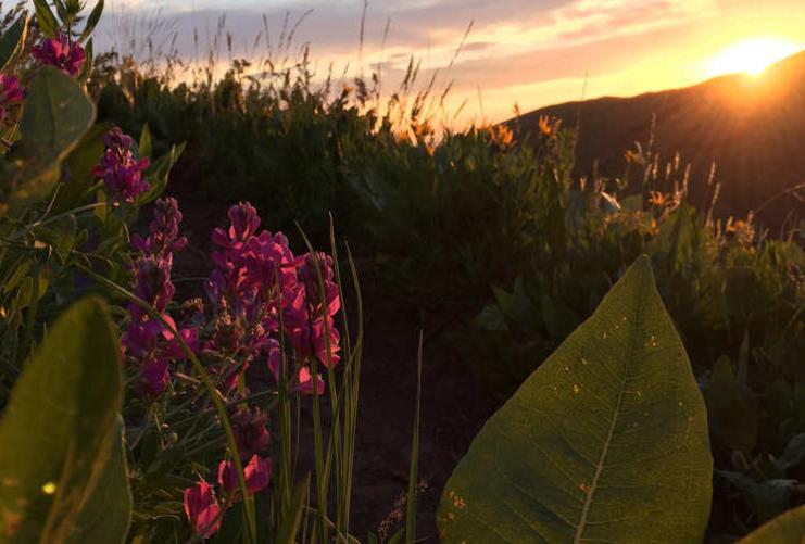 Mountain wildflowers with sunrise