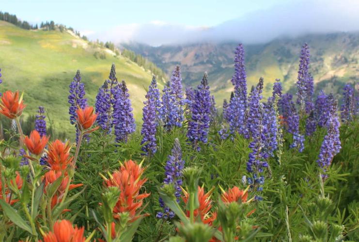 Purple wildflowers in mountains