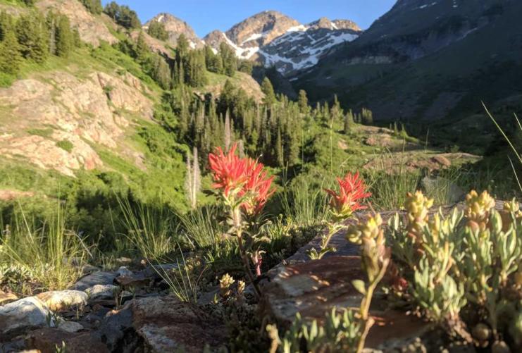 Wild Flowers in Rocky Mountains