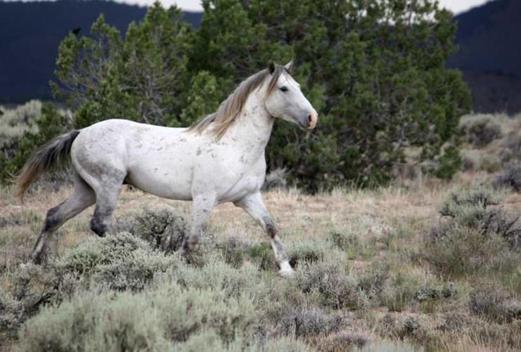 White horse running in the mountains.