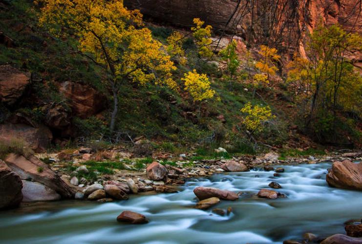 Virgin River in Zion National Park in autumn. Fall leaves by river in Zion.