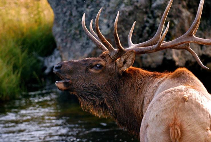Image of bull elk in Utah